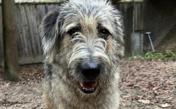 Fiete - sanfter Riese sucht Zuhause