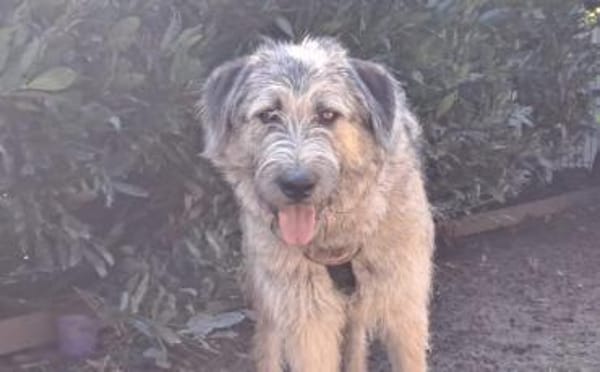 Fiete - sanfter Riese sucht Zuhause