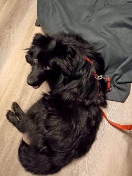 offener Parker auf PS in 95448