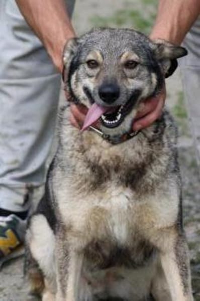 Kesha - kinderlieb u. unkompliziert