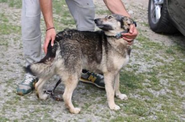 Kesha - kinderlieb u. unkompliziert