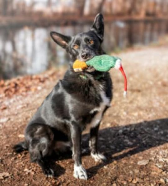 MOBBY - lieber&intelligenter Hundebub