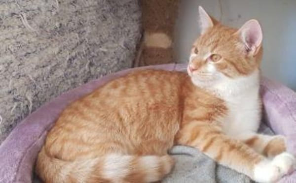 Garfield - Schönheit sucht Familie