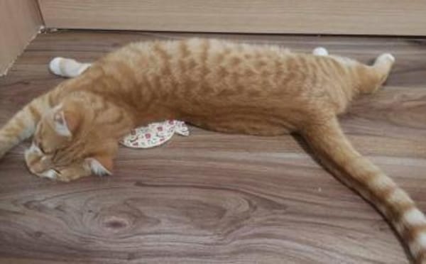 Garfield - Schönheit sucht Familie