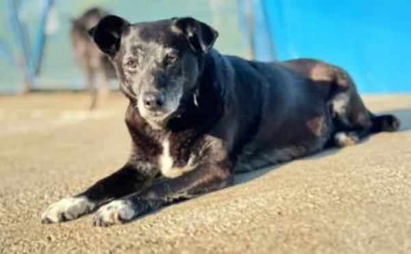 Stella sucht ein Zuhause