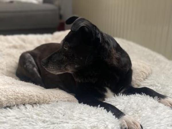 Stella sucht ein Zuhause