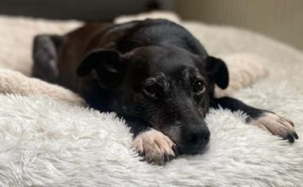 Stella sucht ein Zuhause