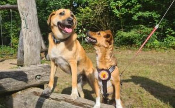 Umgängliche Josepha sucht ihre Menschen