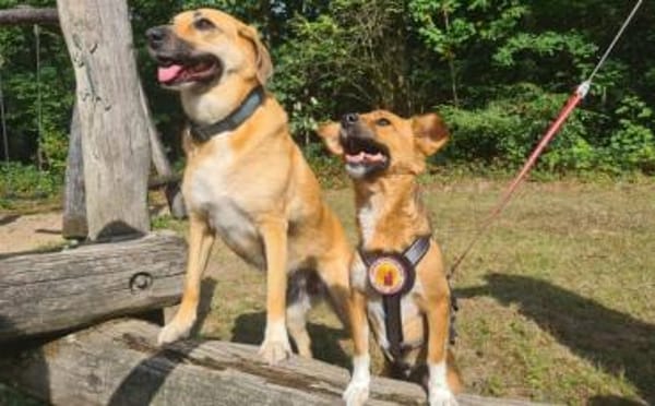 Umgängliche Josepha sucht ihre Menschen