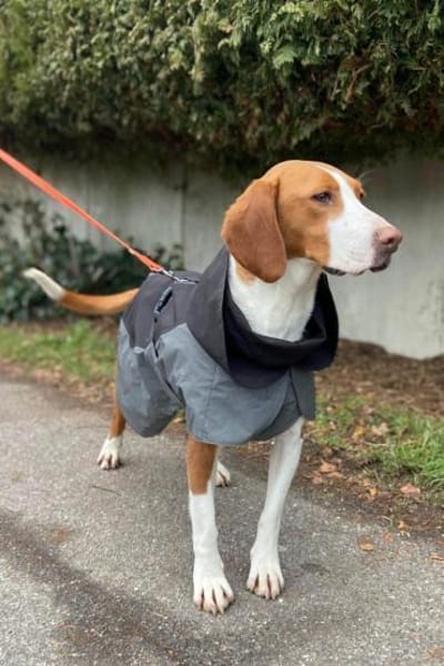 Rosie 💗 wartet in 23617 Stockelsdorf