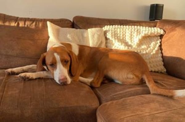 Rosie 💗 wartet in 23617 Stockelsdorf