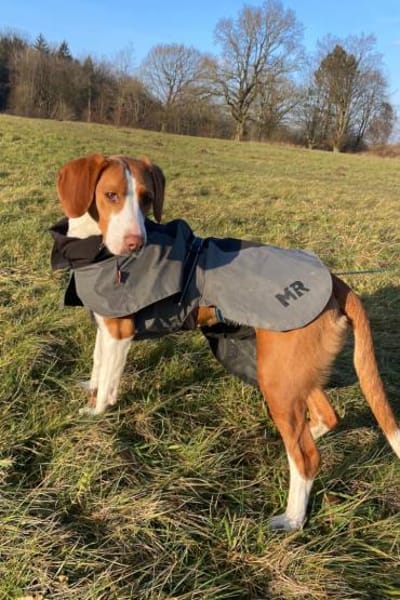 Rosie 💗 wartet in 23617 Stockelsdorf