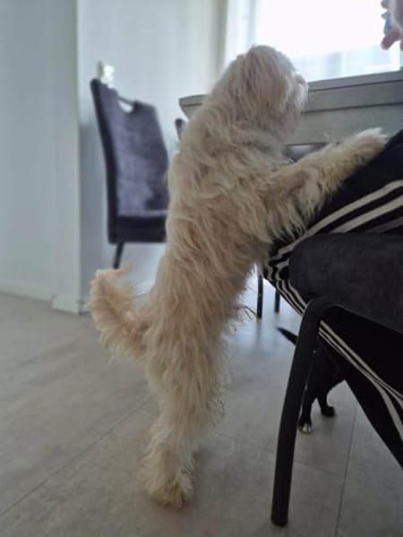 Happy - braucht nur noch dich 🍀