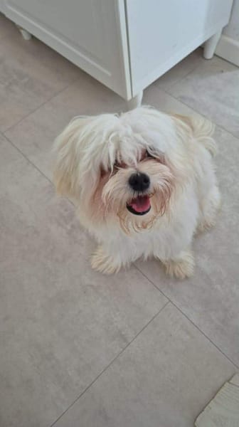 Happy - braucht nur noch dich 🍀