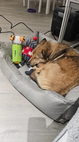 Afina,  tolle kleine Familienhündin