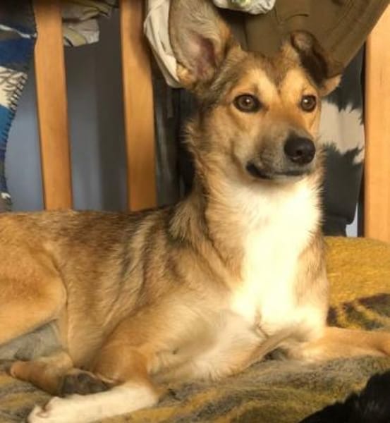 Afina,  tolle kleine Familienhündin