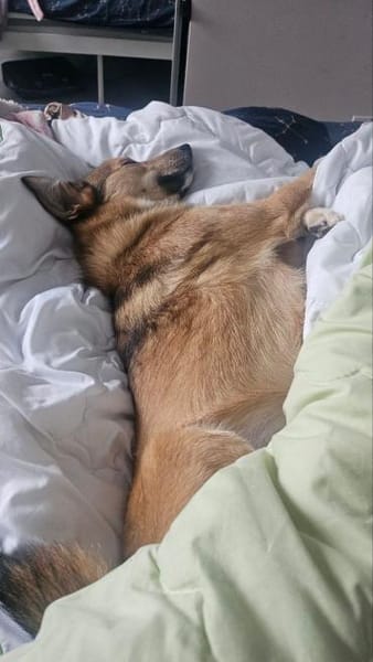 Afina,  tolle kleine Familienhündin