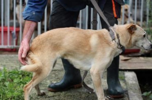 Neone - liebenswerte, verschmuste Hündin