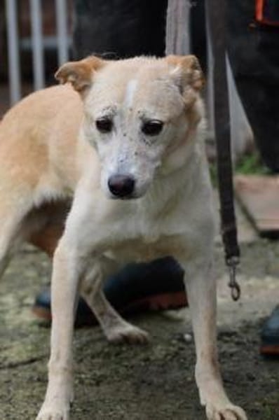 Neone - liebenswerte, verschmuste Hündin