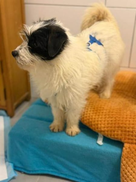 Runa - kleiner Zottel sucht Bürste 🍀