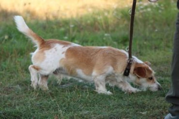 Memo - goldiger, verspielter Jungrüde