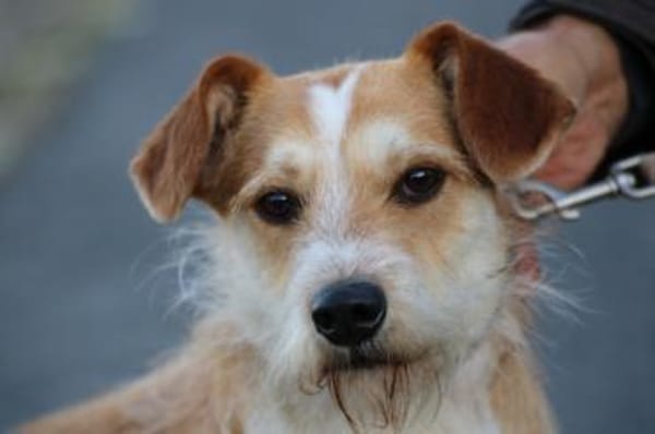 Memo - goldiger, verspielter Jungrüde