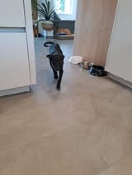 🐾💛 Percy sucht sein Für-Immer-Zuhause