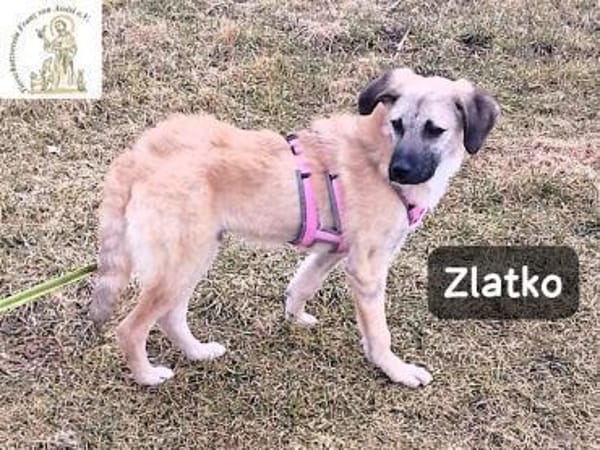 Zlatko  Hauptberuf: Herzensbrecher. ..