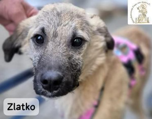 Zlatko  Hauptberuf: Herzensbrecher. ..