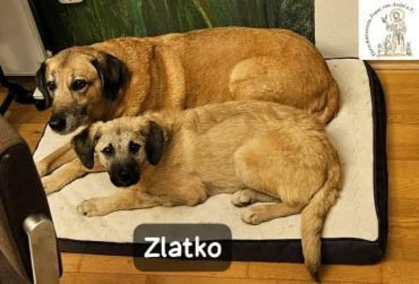 Zlatko  Hauptberuf: Herzensbrecher. ..