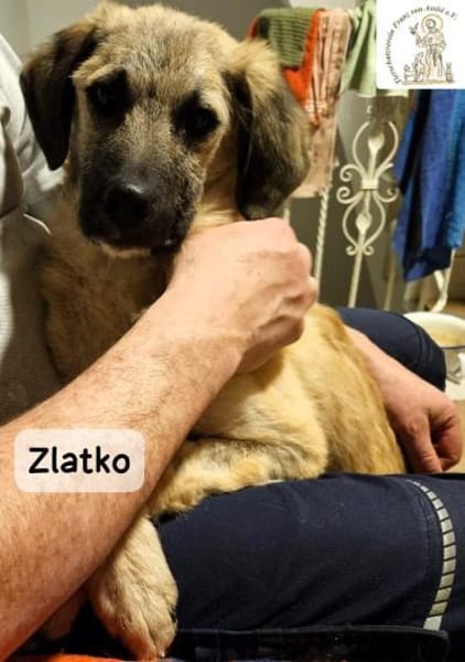 Zlatko  Hauptberuf: Herzensbrecher. ..