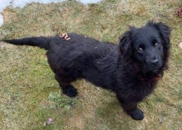 Der kleine CARLO braucht eine Familie