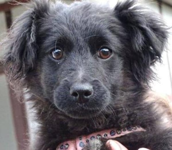 Der kleine CARLO braucht eine Familie