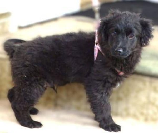 Der kleine CARLO braucht eine Familie