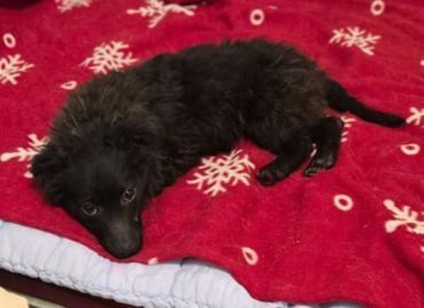 LARA  sucht Familienanschluss