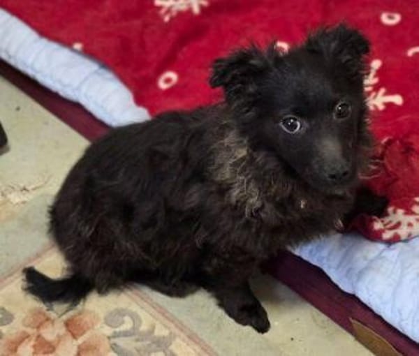 LARA  sucht Familienanschluss