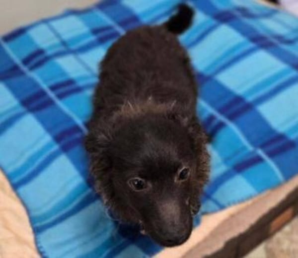 LARA  sucht Familienanschluss