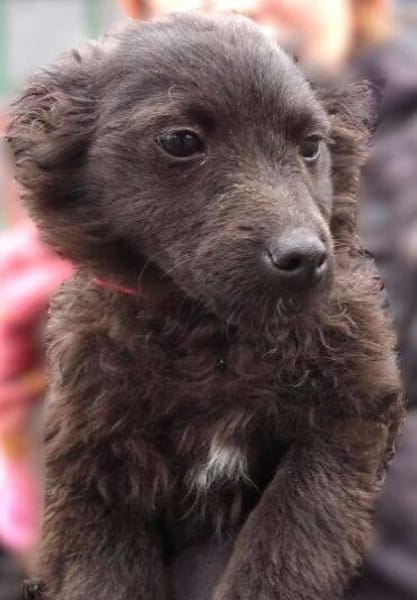 LARA  sucht Familienanschluss