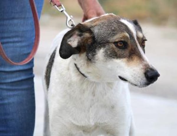 Elric ist ein wunderbarer, offener Hund!