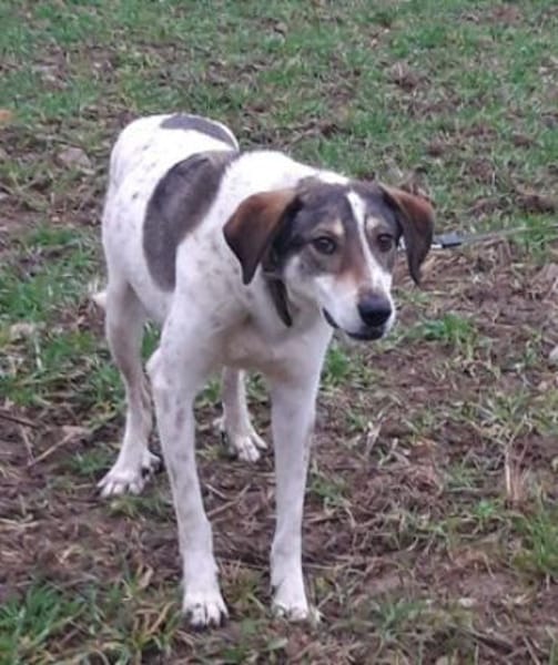 Elric ist ein wunderbarer, offener Hund!