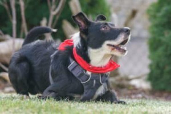 RÜBE - charmanter Lausbub