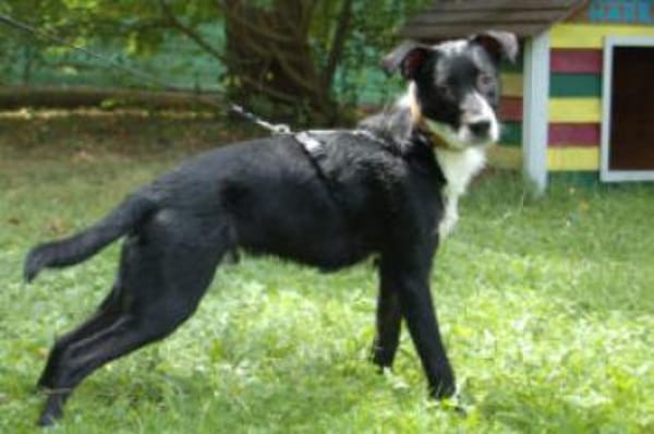 RÜBE - charmanter Lausbub