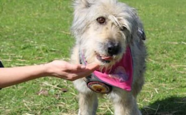 Wuschelhündin Marianne