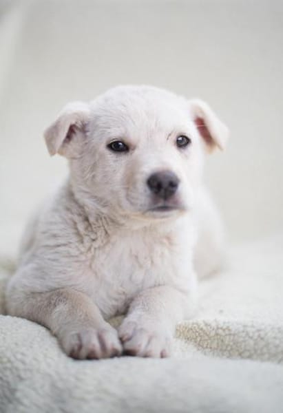 Tom, kleiner Rüde sucht Zuhause