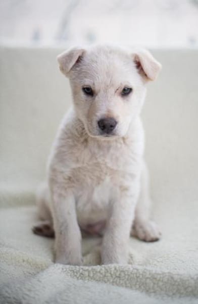 Tom, kleiner Rüde sucht Zuhause