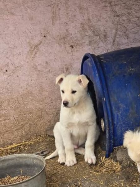 Tom, kleiner Rüde sucht Zuhause