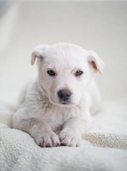 Tom, kleiner Rüde sucht Zuhause