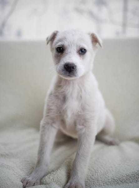 Naima, sanfter Welpe sucht Zuhause