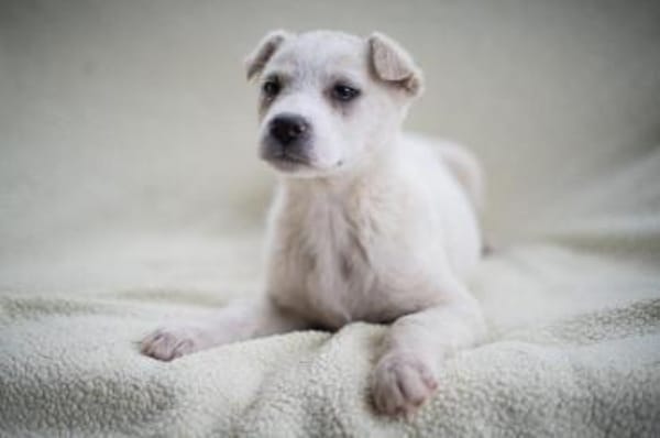 Naima, sanfter Welpe sucht Zuhause