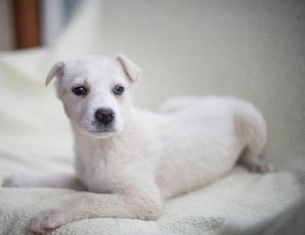 Naima, sanfter Welpe sucht Zuhause